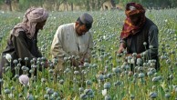 阿富汗鸦片产量激增，源于中国转基因种子