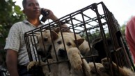 中国广西玉林狗肉节在强烈反对声中进行
